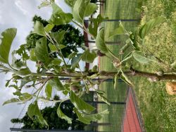 Foto_Apfelbaum